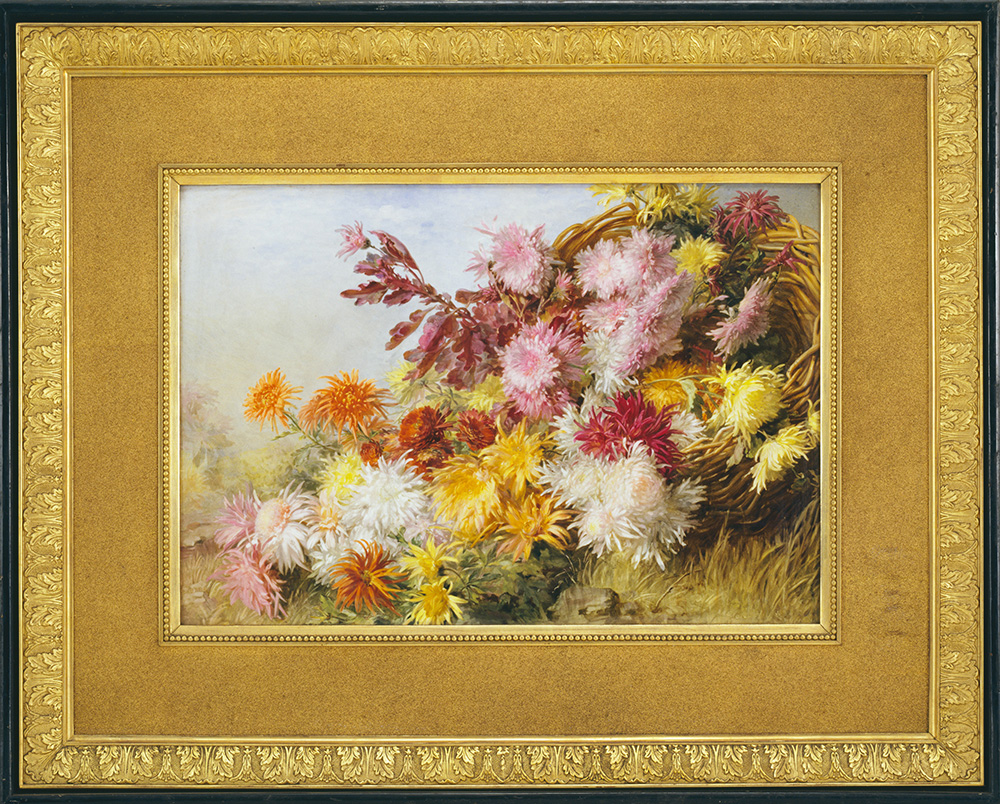 Chrysanthemums Circa 1910.