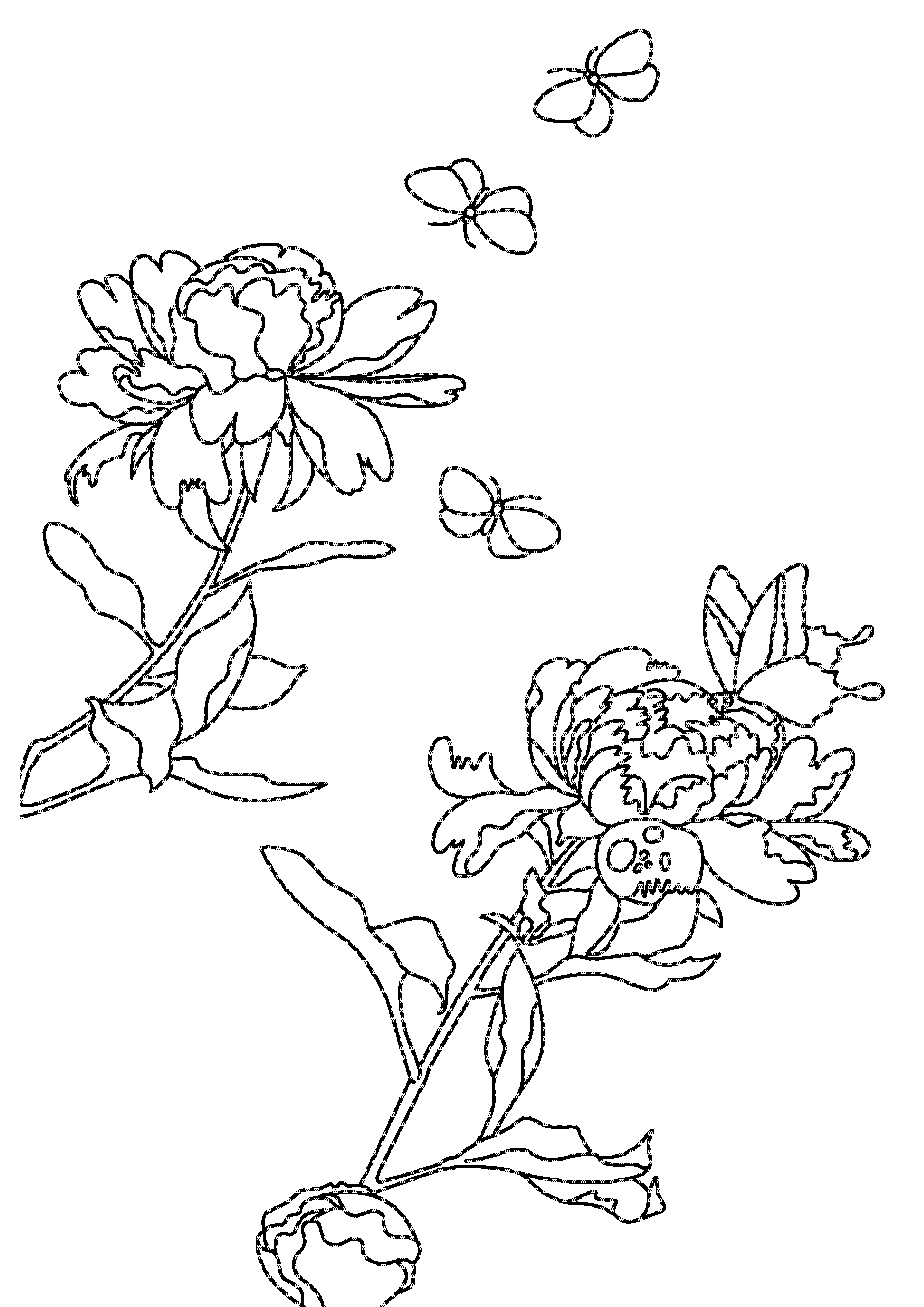 動植綵絵芍薬群蝶図のぬりえの画像